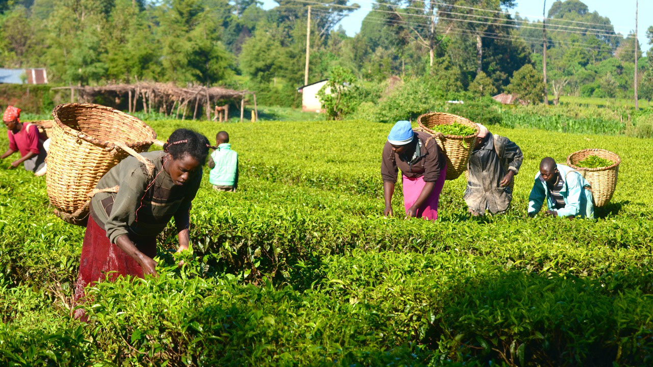 How to Curb Asian Exploitation of Nigerian Farmers-NVCCI