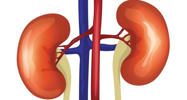 Anemia In Chronic Kidney Disease