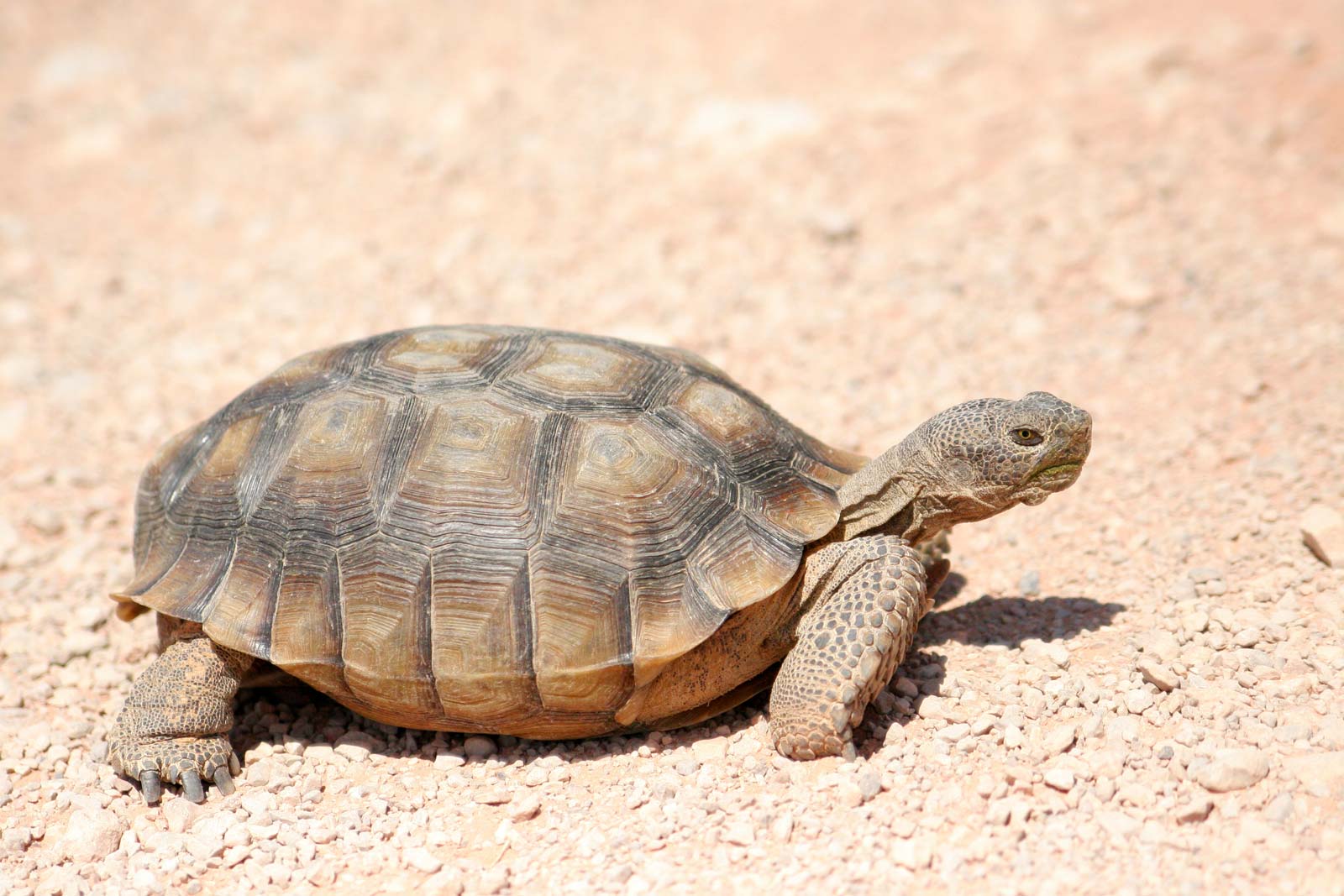 Africa’s Oldest Tortoise Dies At 344 Years