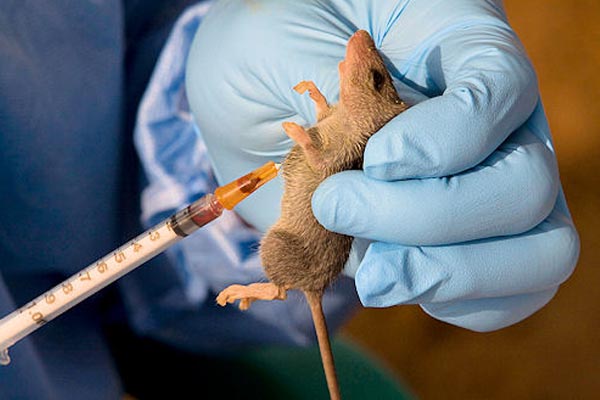 Vaccine Against Lassa Fever Underway– CMD